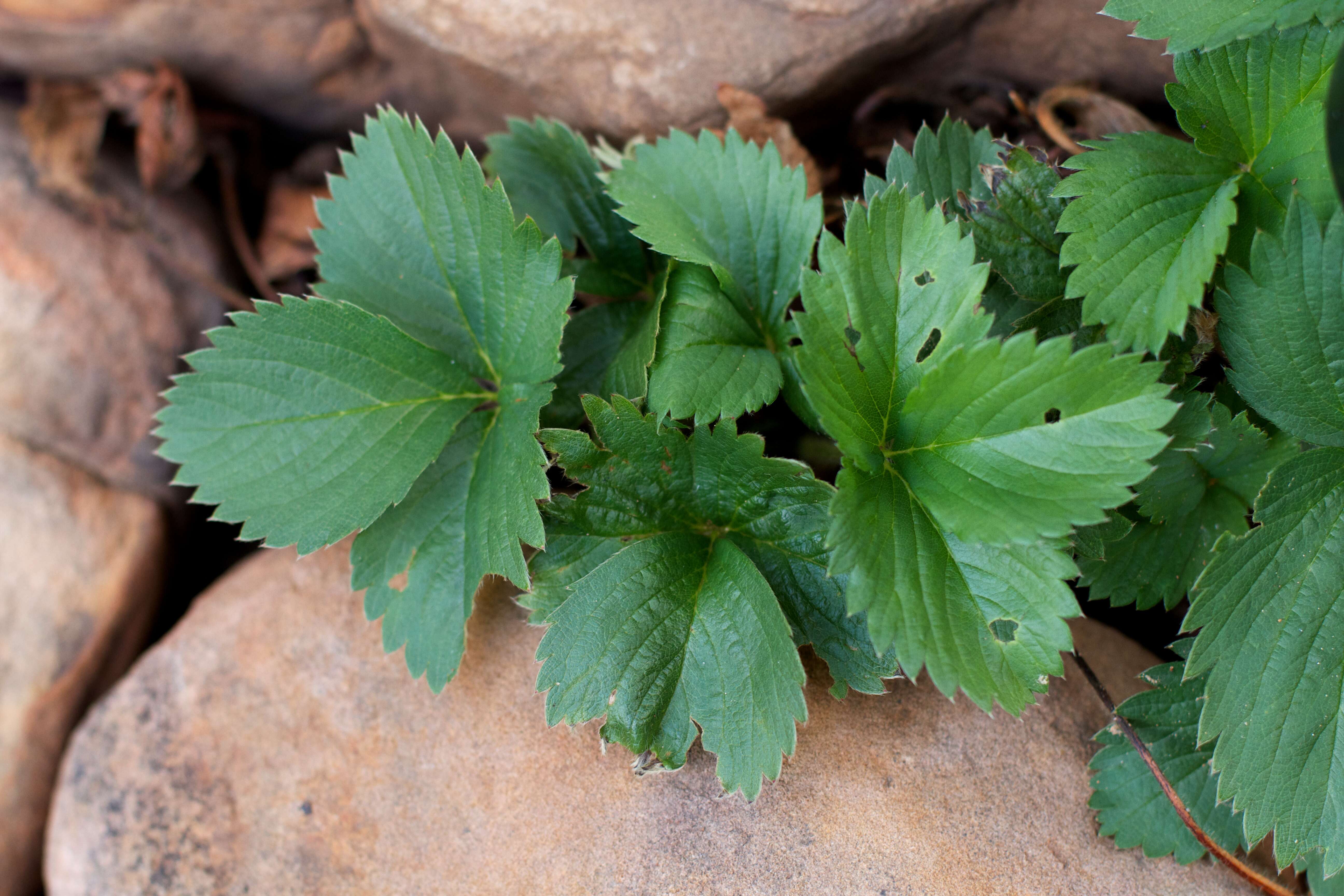 Image de Fragaria ×ananassa