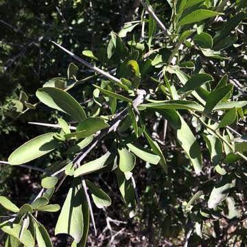 Слика од Gymnosporia buxifolia (L.) Szyszyl.