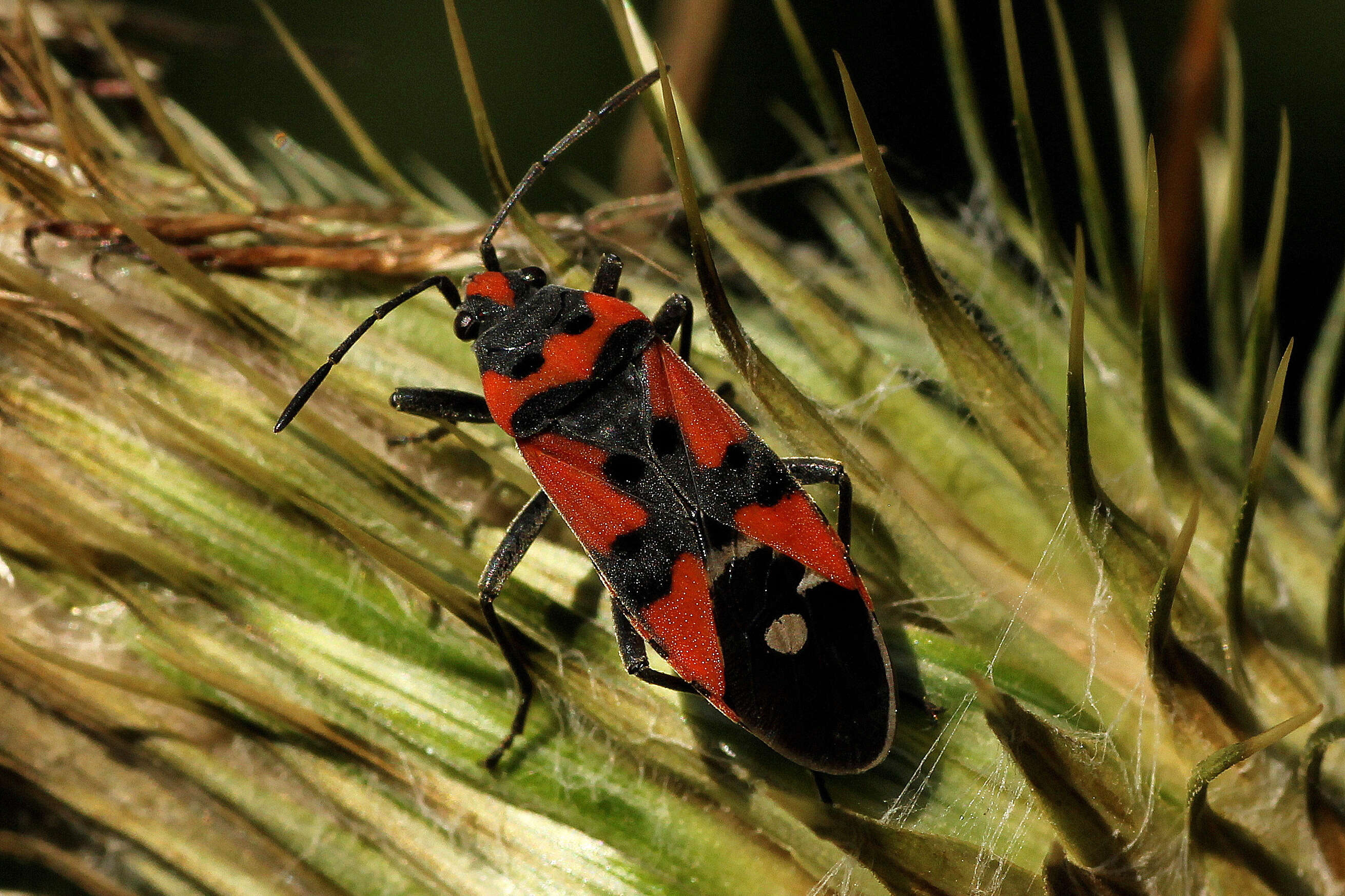 صورة Lygaeus equestris (Linnaeus & C. 1758)