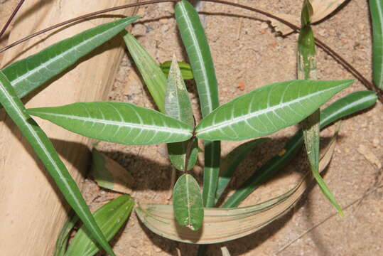 Image de Hemidesmus indicus (L.) R. Br.