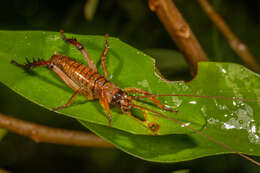 Image of Auckland tree weta