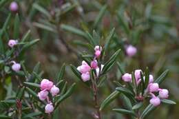 Image of bog rosemary