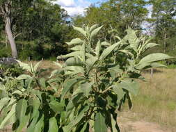 Image of earleaf nightshade