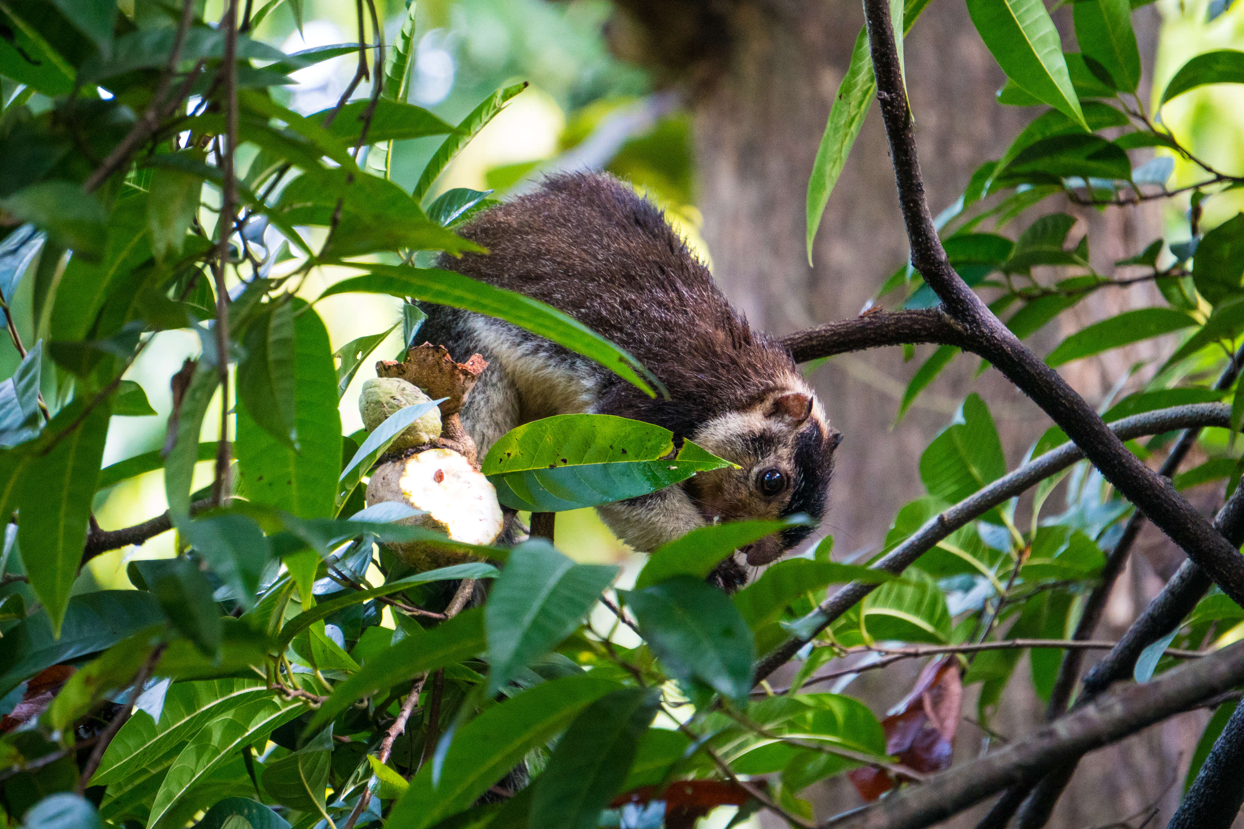 Image of Grizzled Giant Squirrel