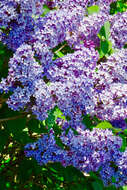 Image of Common Lilac