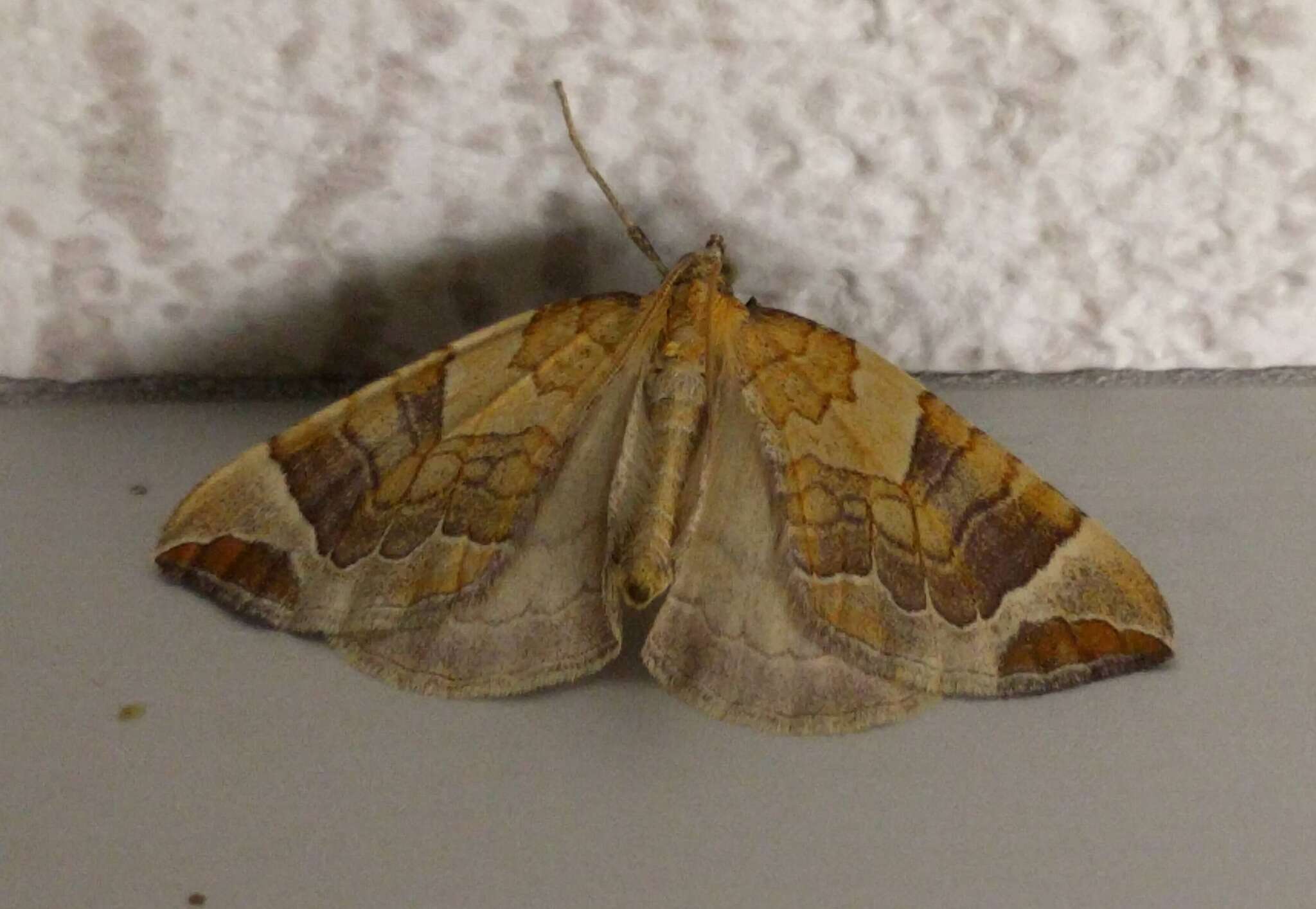 Image of Chevron Moth