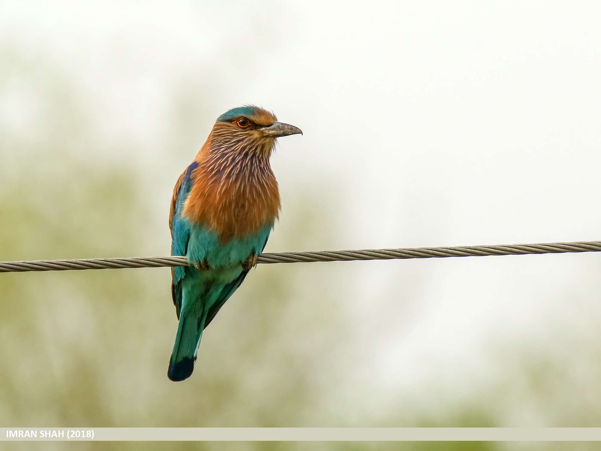 Image of Indian Roller