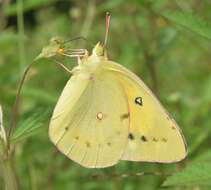 Image of Orange Sulphur