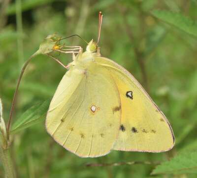 Image of Orange Sulphur