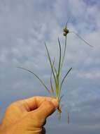 Image of Carex viridula