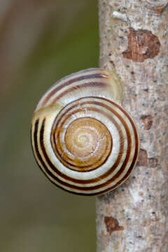 Image of White-lipped banded snail