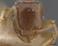 Image of Tetramorium