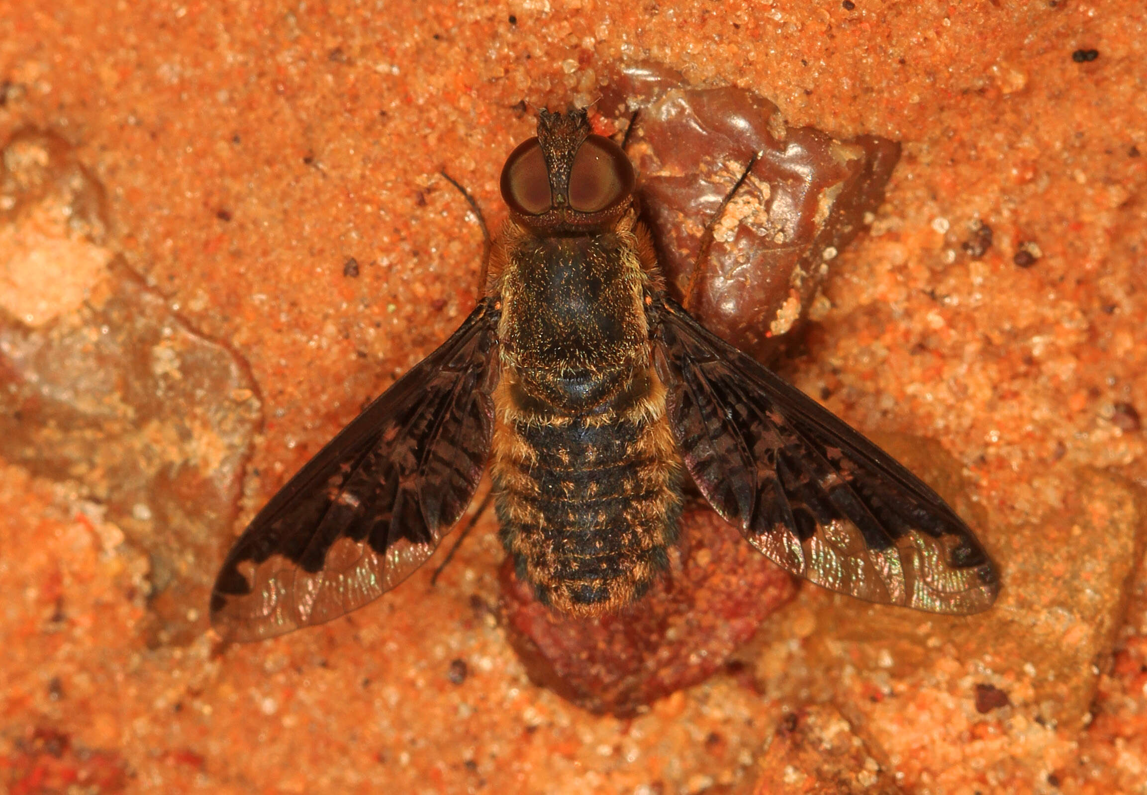 Image of Sinuous Bee Fly