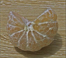 Image of Citrus reticulata