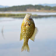 Image of Pumpkinseed