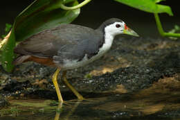 Image of White-breasted Waterhen