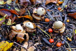 Image of Collared Earthstar