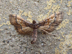 Image of Ornate Hydriris Moth