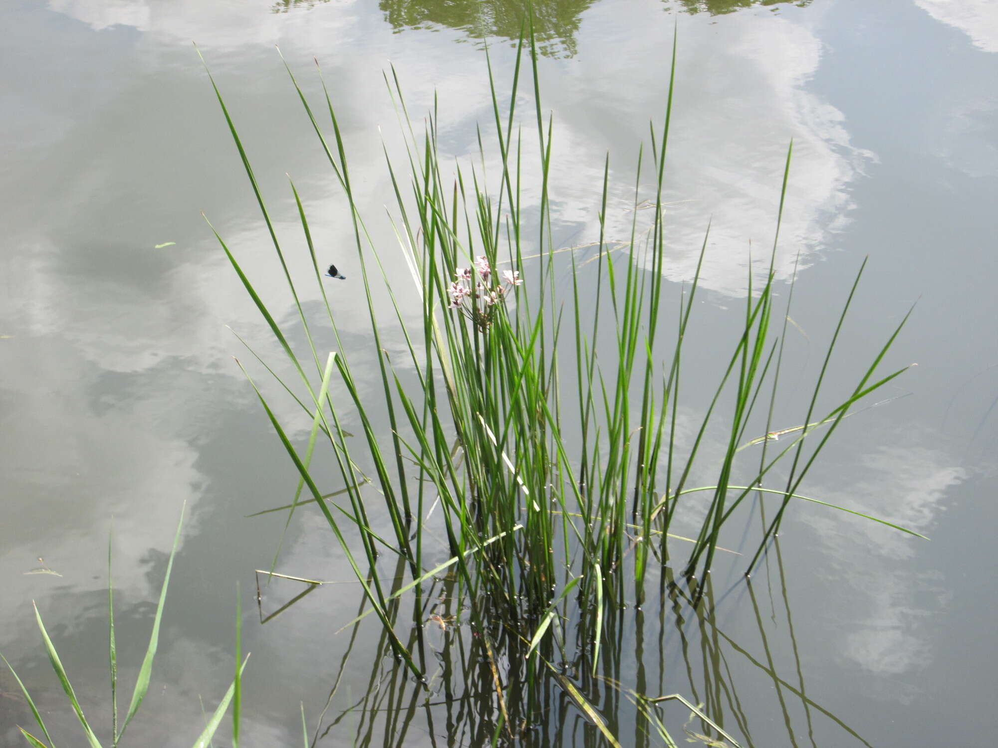 Image of flowering rush family