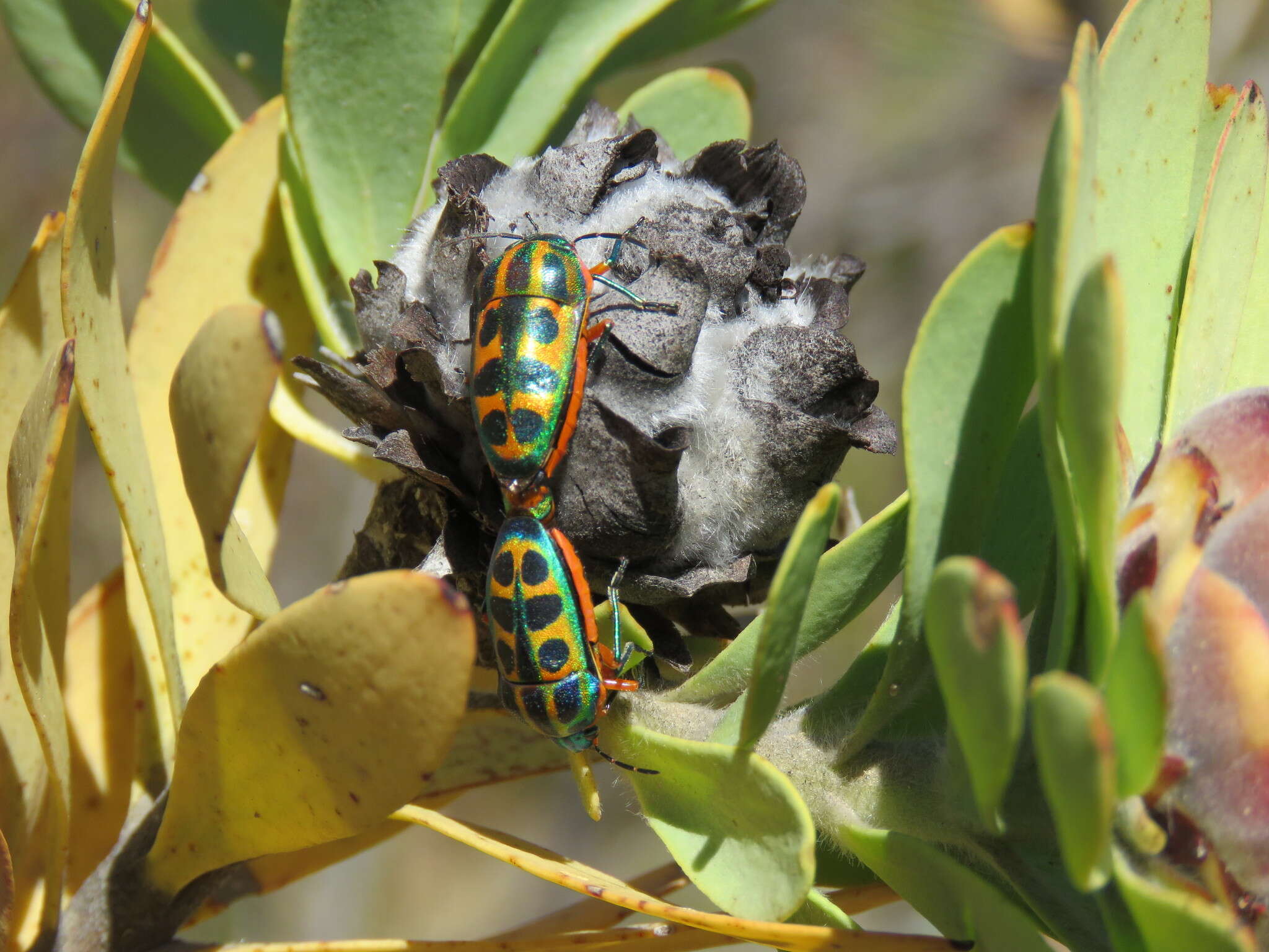 Image of grey conebush