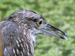 Image of Night Herons