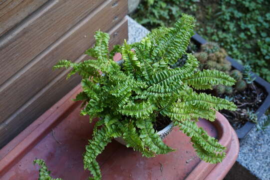 Image of Boston swordfern