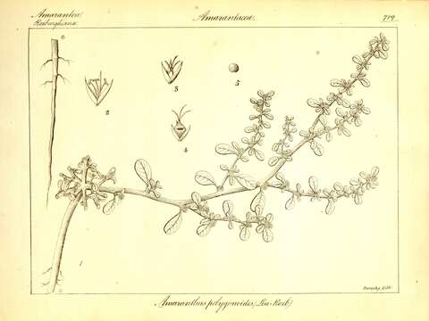 Imagem de Amaranthus polygonoides L.