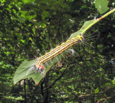 Image of Radcliffe's Dagger-moth