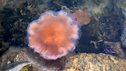 Image of Bladder Wrack