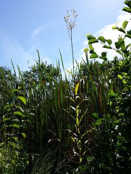 Image of marsh sow-thistle