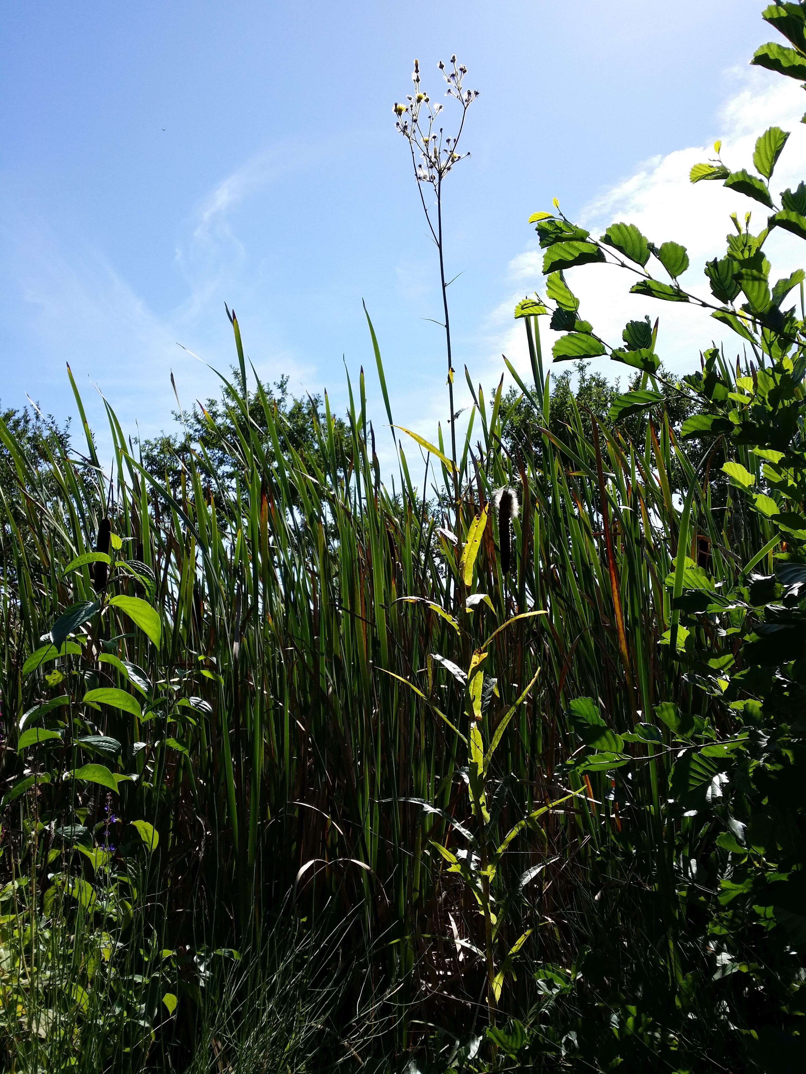 Image de laiteron des marais