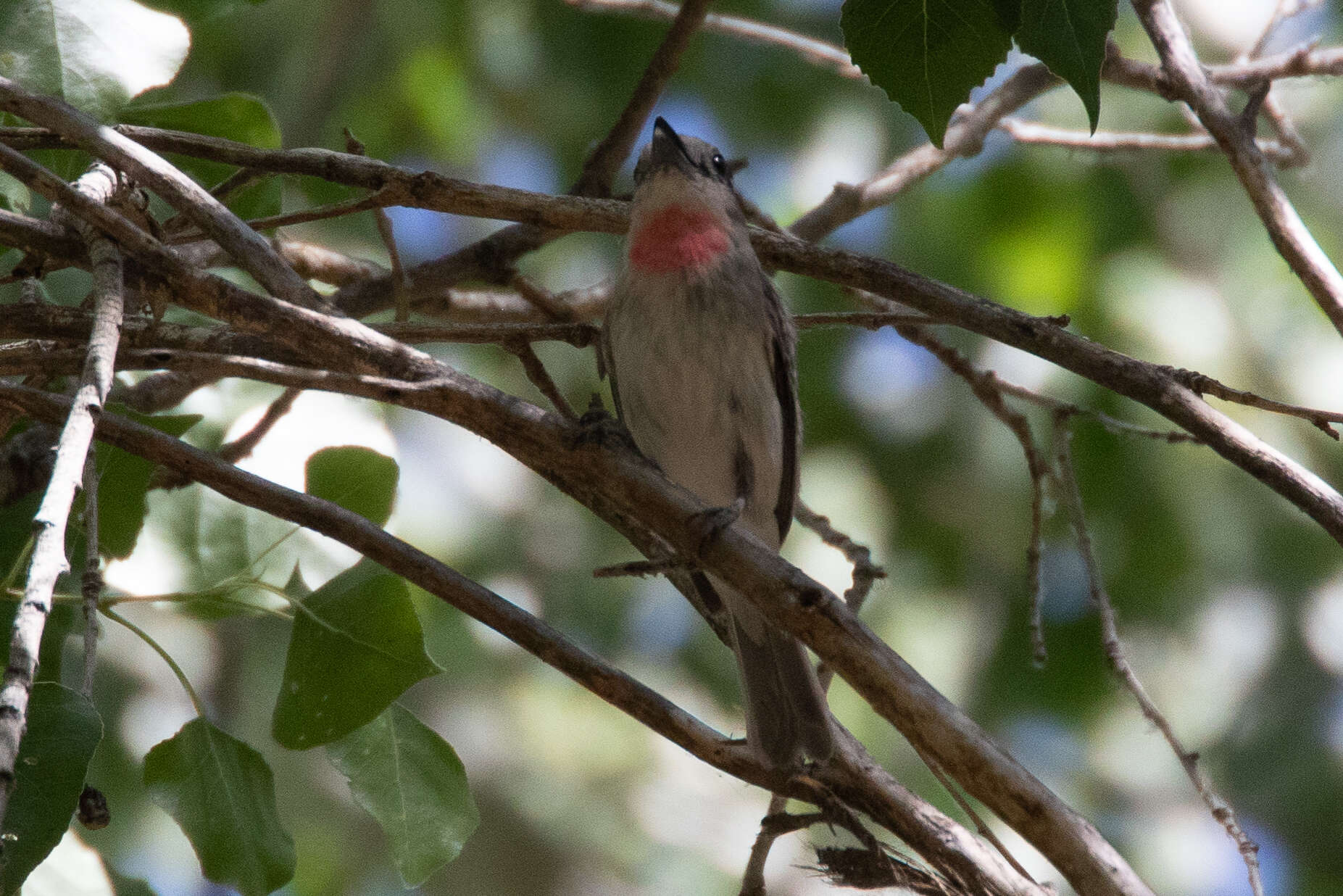 Pachyramphus aglaiae (Lafresnaye 1839) resmi