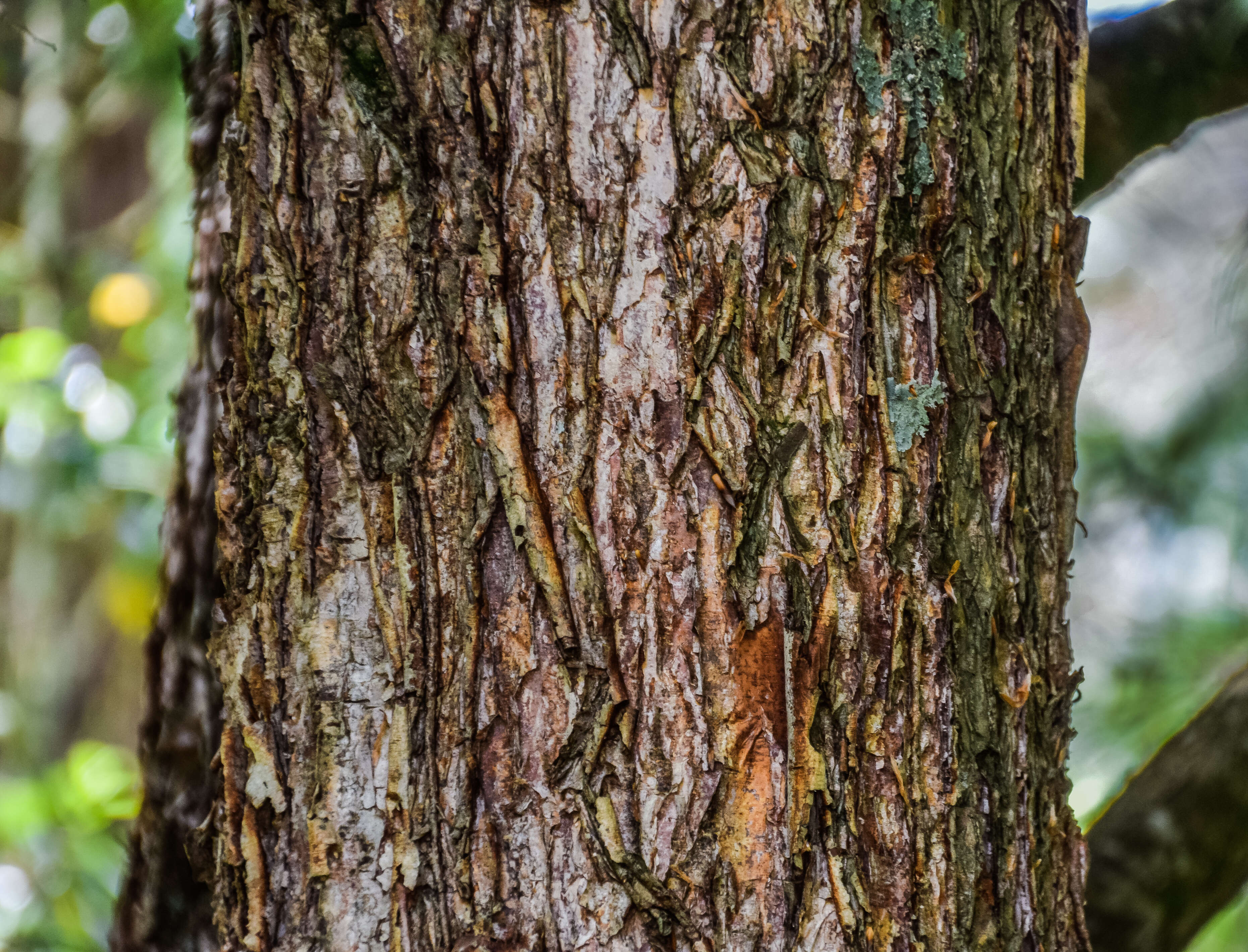 Imagem de Nothofagus moorei (F. Muell.) Krasser