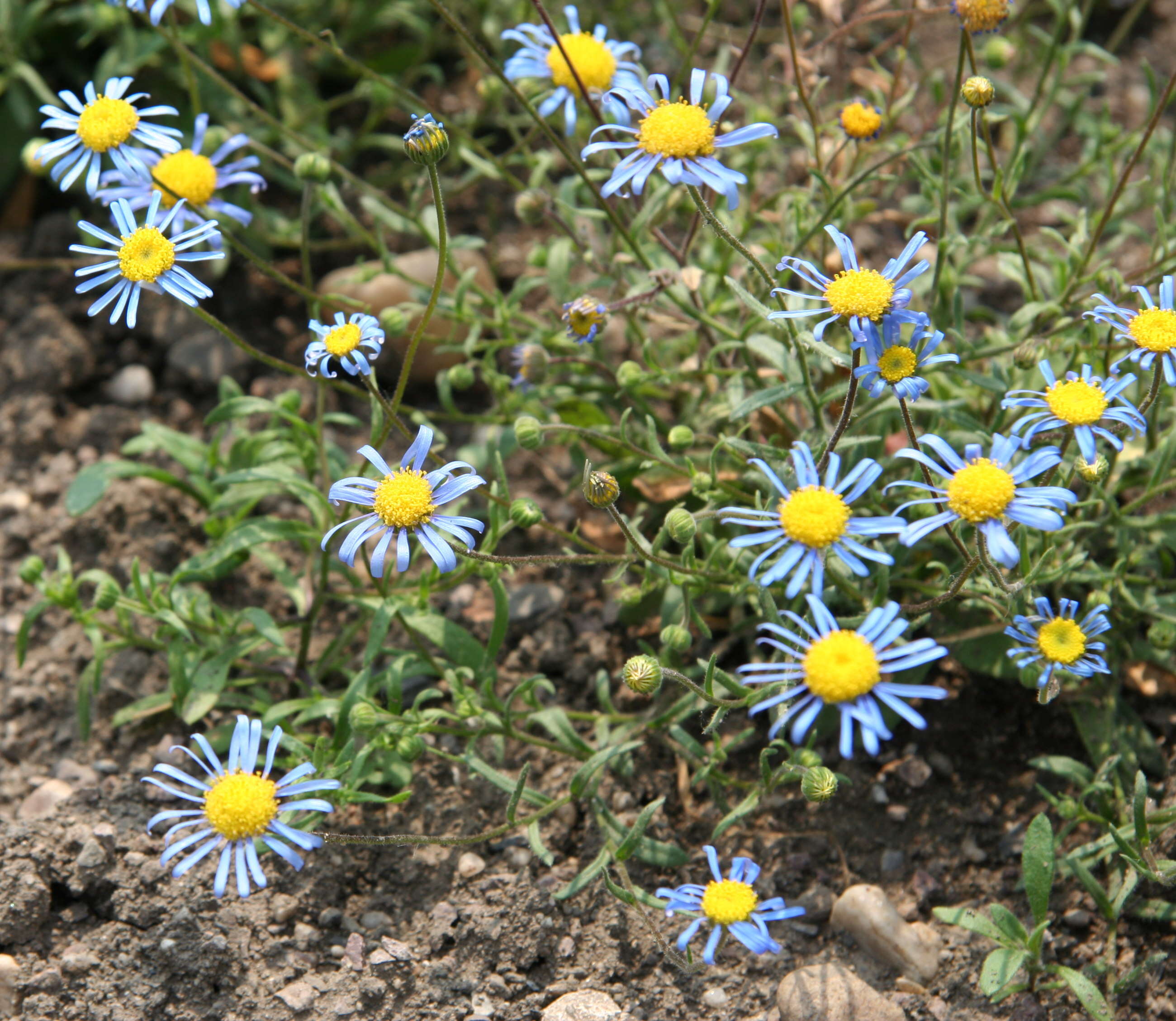 Image of Felicia bergeriana (Spreng.) O. Hoffm. ex A. Zahlbr.