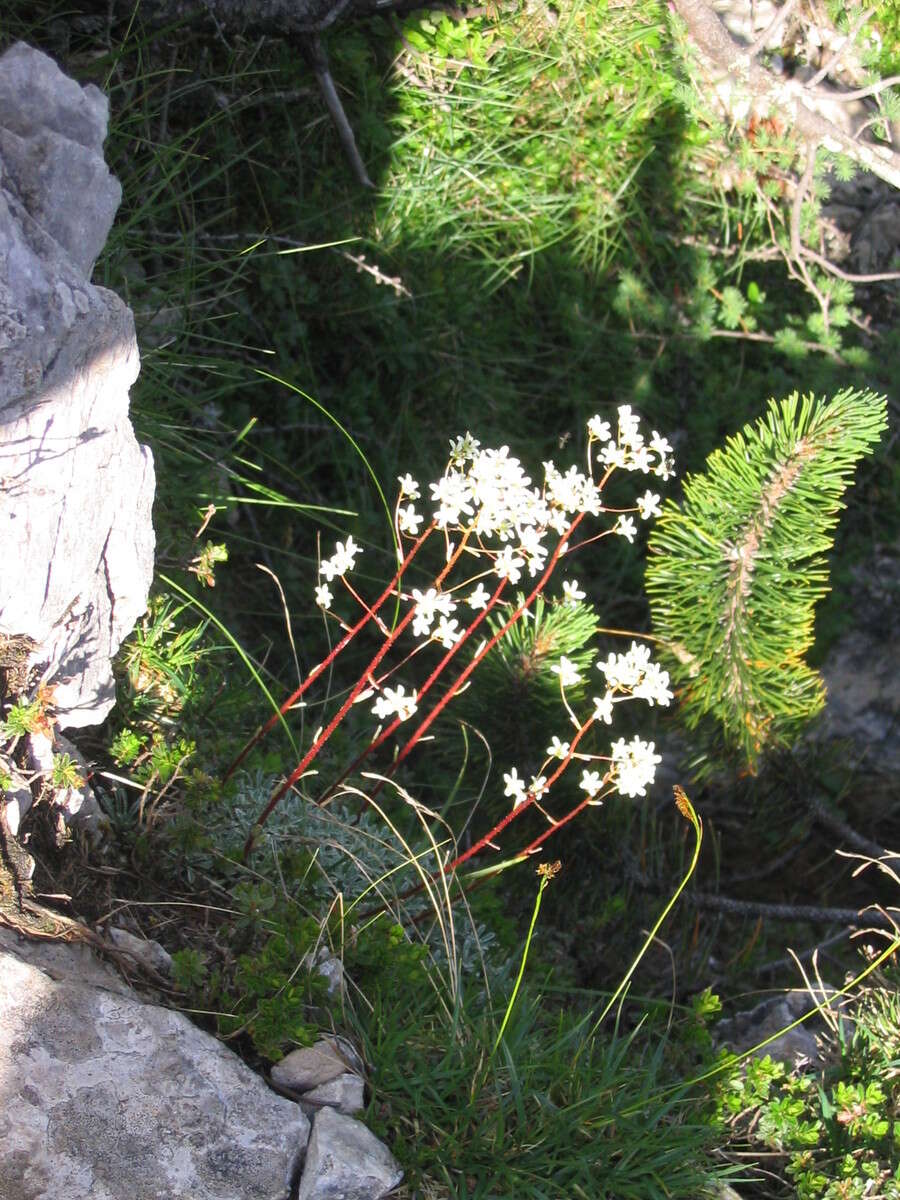 Image of Encrusted Saxifrage