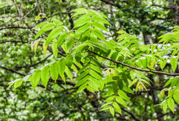 Image of Juglans australis Griseb.