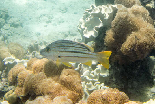 Image of Spanish flag snapper