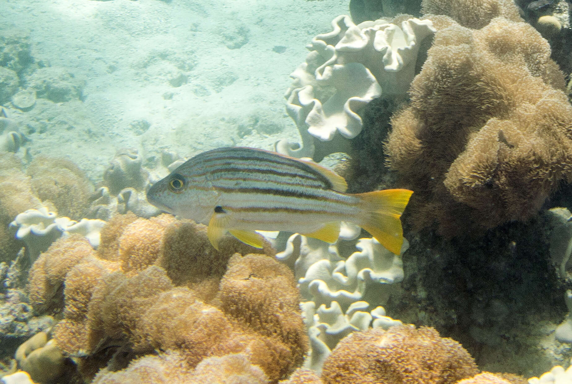 Image of Spanish flag snapper