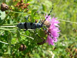 Image of Rosalia Longicorn