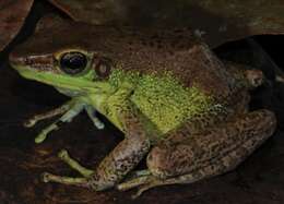 Image of Amnirana lepus (Andersson 1903)