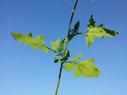 Imagem de Sisymbrium officinale (L.) Scop.