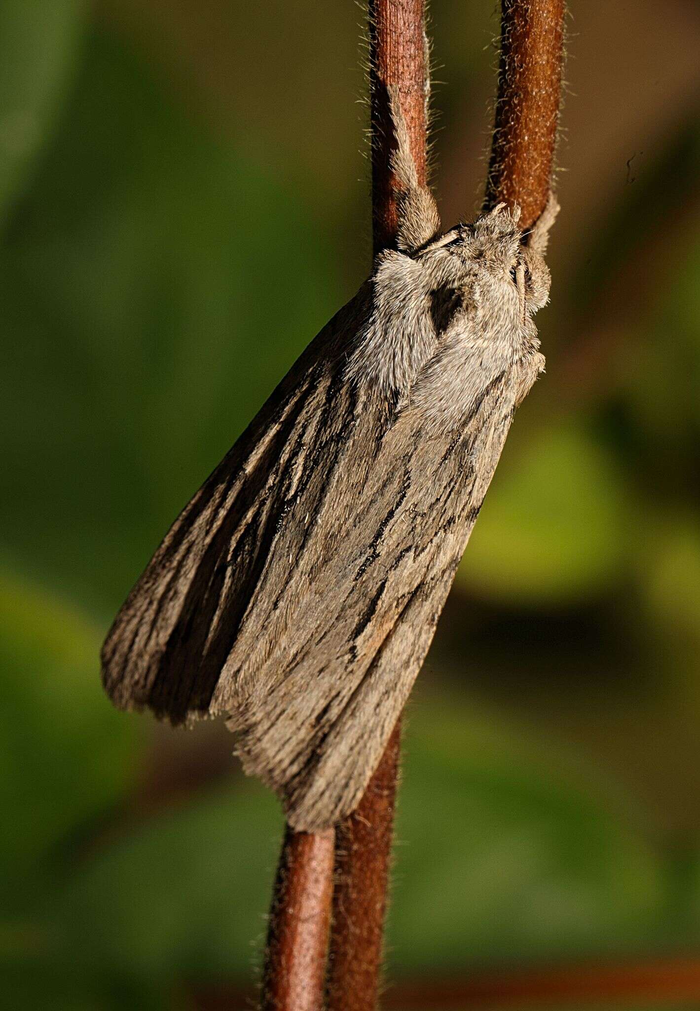 Image de noctuelle du cyprès