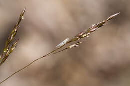 Image of rough bentgrass