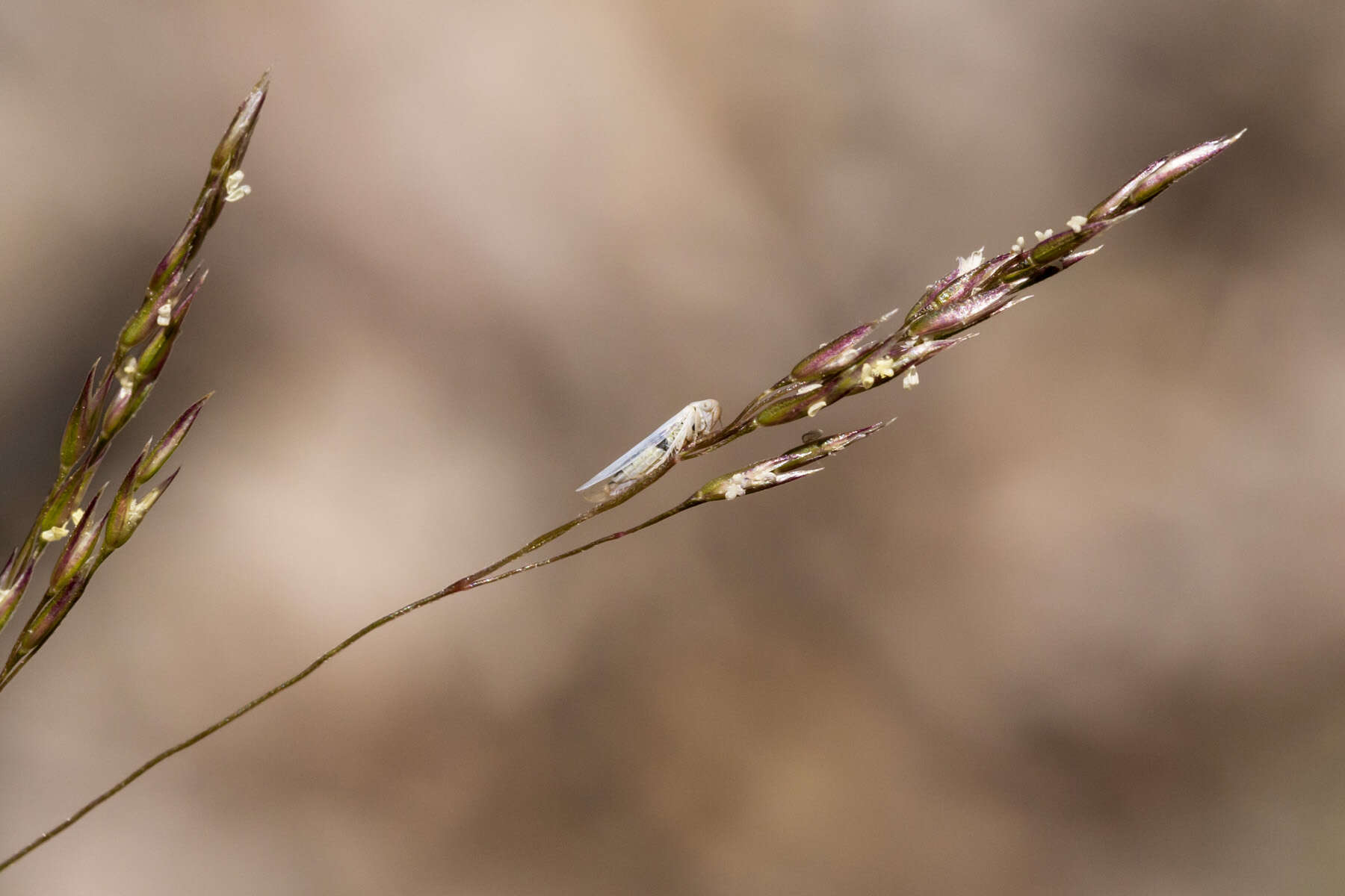 Image of rough bentgrass