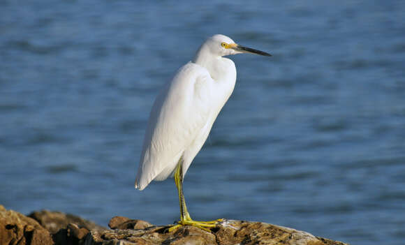 Image of Snowy Egret