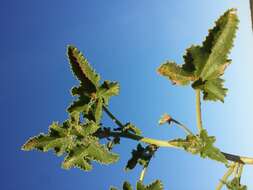 Image of squirting cucumber