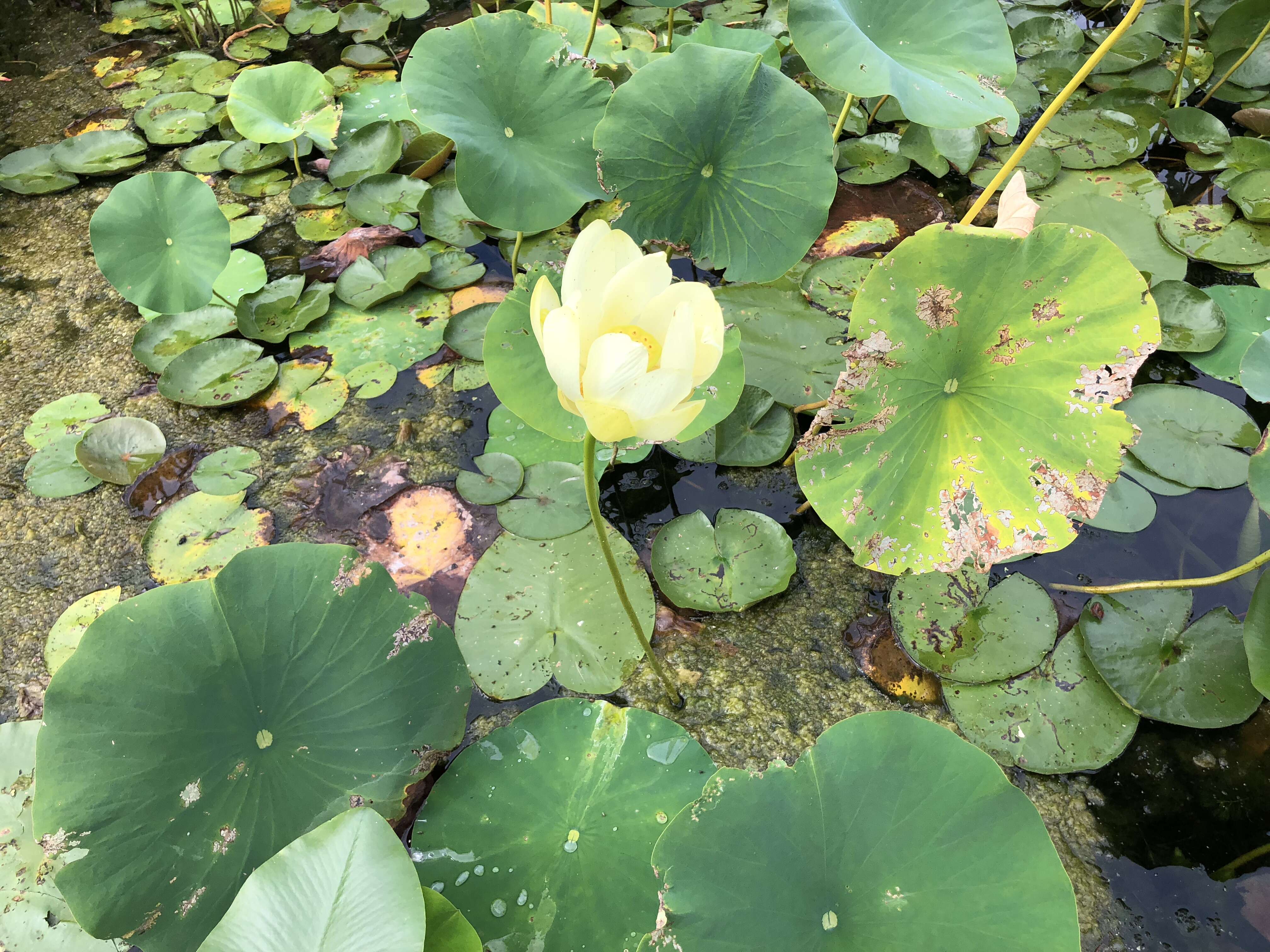 Image of American lotus