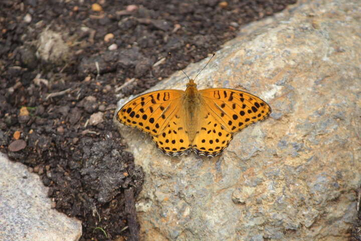 Image of Argynnis hyperbius