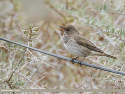 Image of Black-throated Thrush