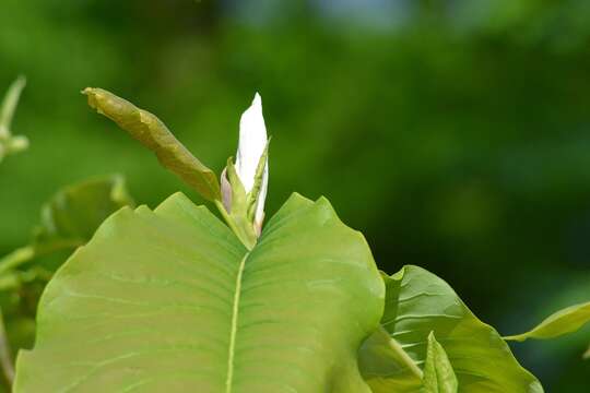 Image of Umbrella Magnolia